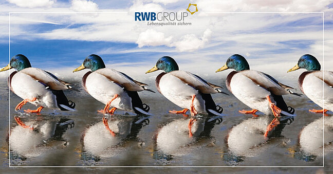 fünf Enten spiegeln sich hintereinander unter Wasser