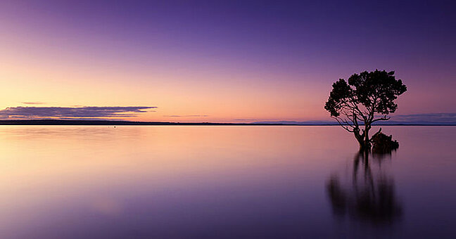 einsamer Baum im Wasser beim Sonnenaufgang