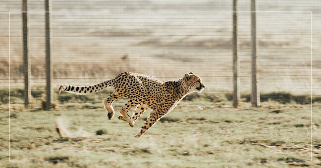 Laufender Leopard